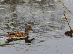  Animaux Image sans titre N341465