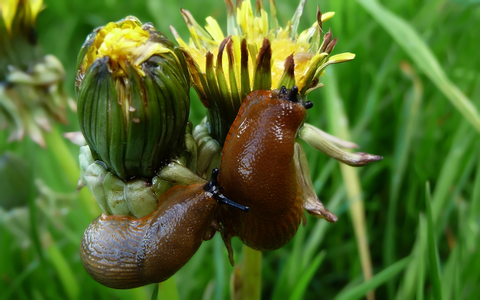 Wallpapers Animals Snails - Slugs Joli couple de limaces ^^