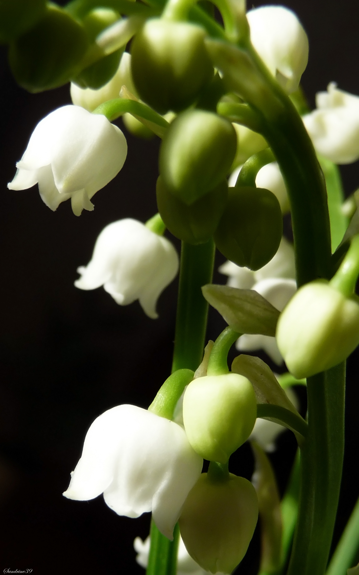 Wallpapers Nature Flowers Mon Muguet ...