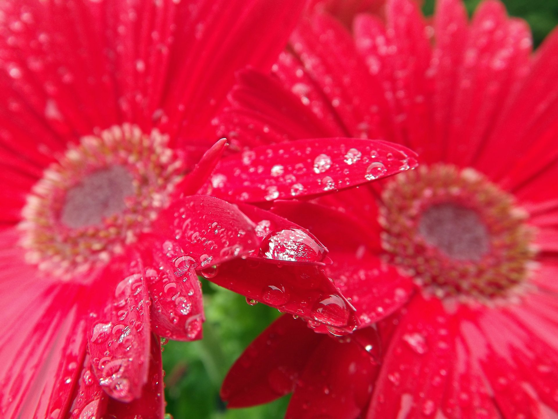 Fonds d'cran Nature Fleurs floralies