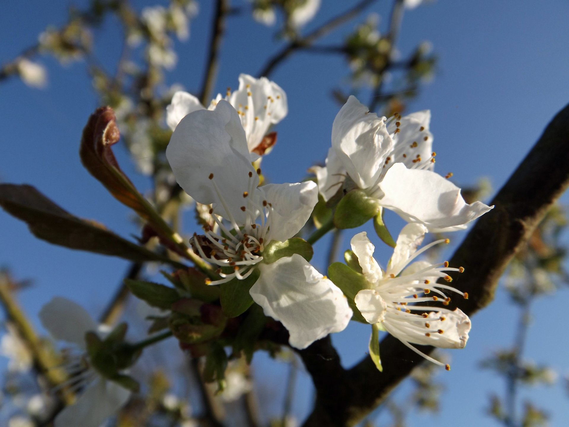 Wallpapers Nature Flowers 