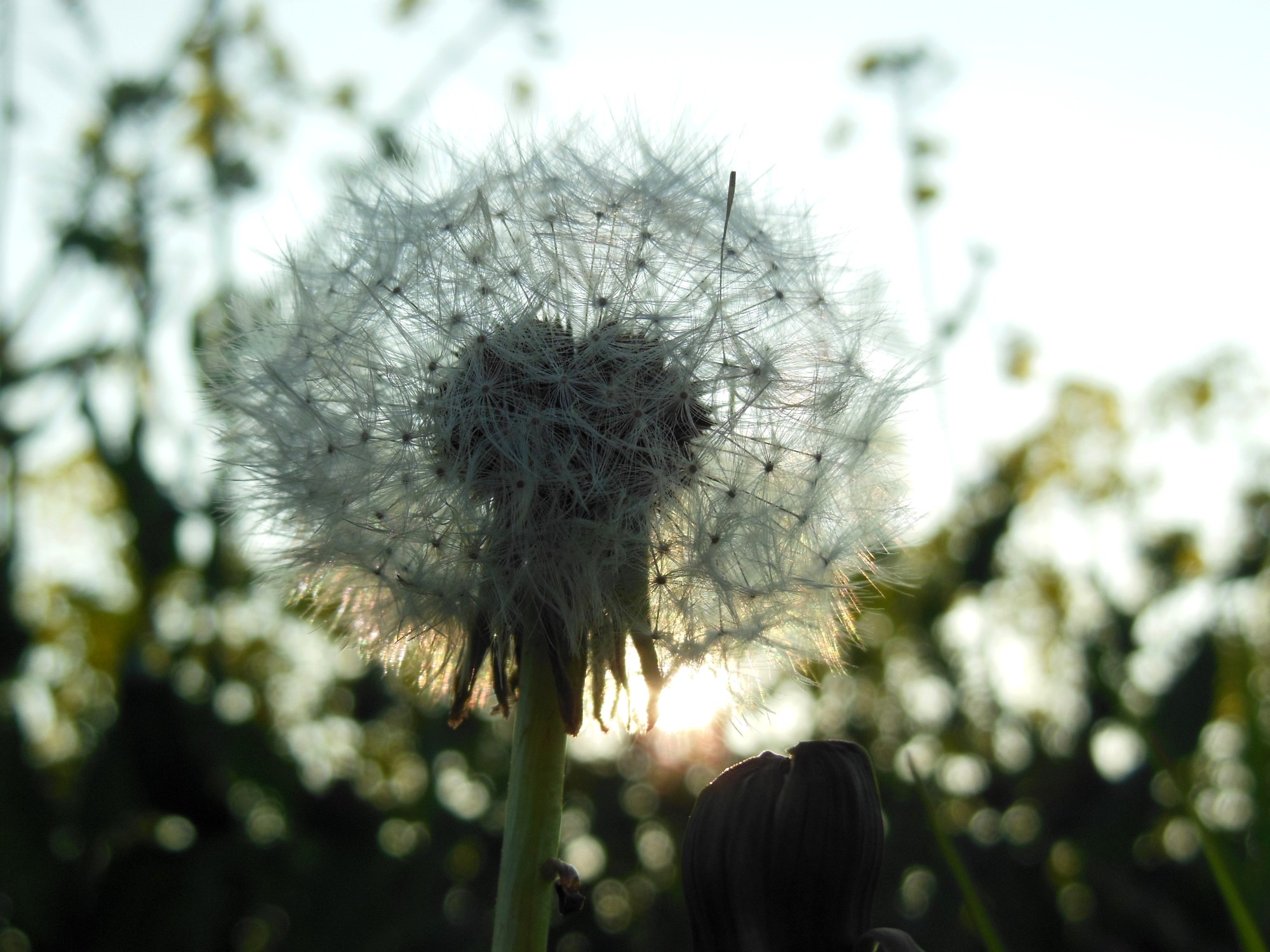 Fonds d'cran Nature Fleurs Balade en pleine nature.