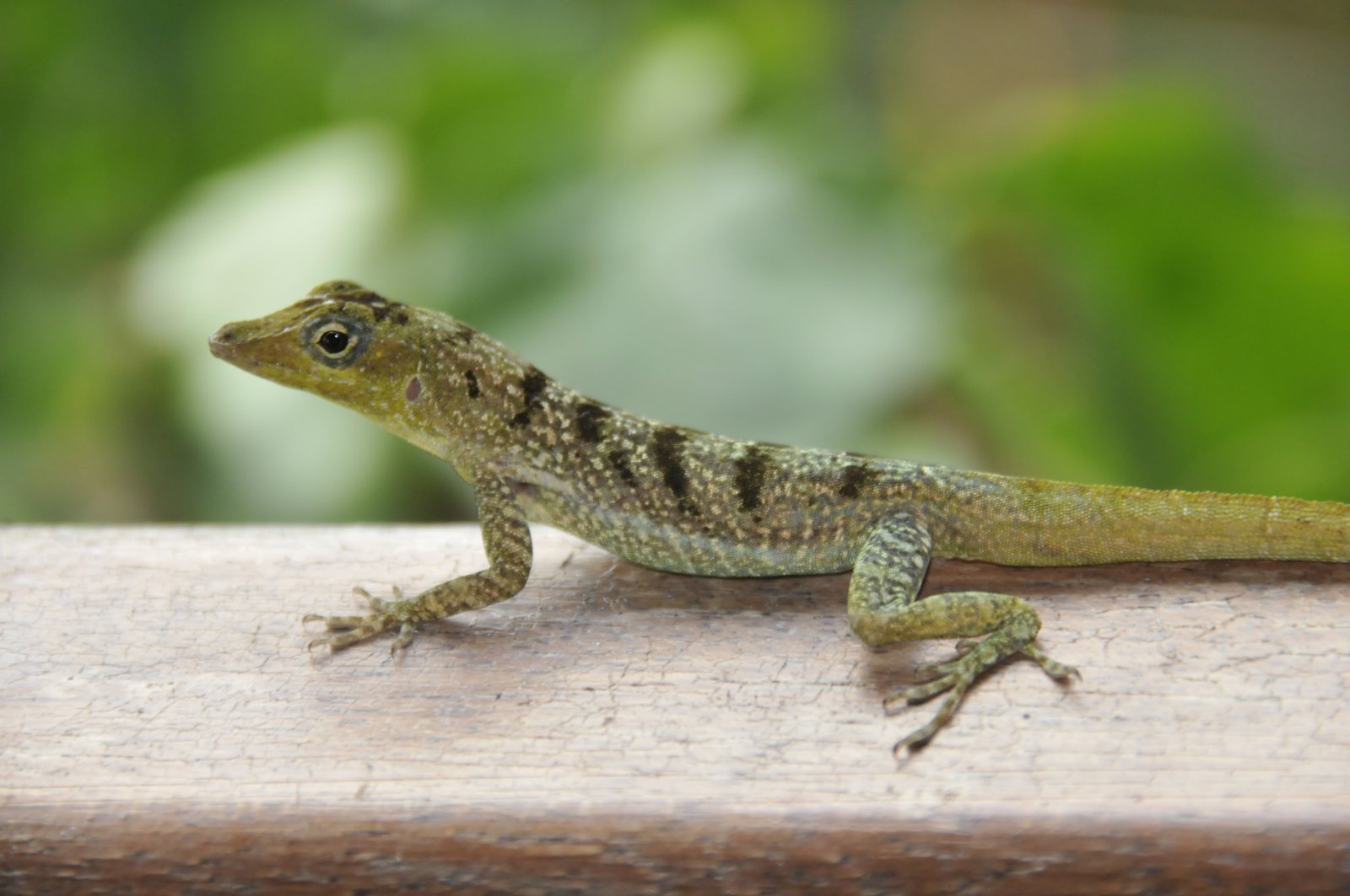 Fonds d'cran Animaux Lzards - Iguanes Le lézard anoli