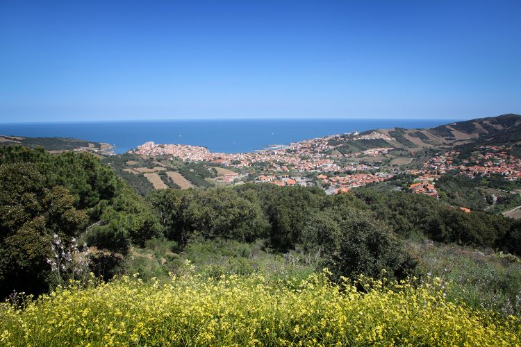 Fonds d'cran Nature Mers - Ocans - Plages Printemps sur les hauteurs de Banyuls sur mer