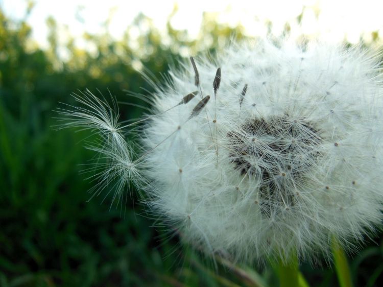 Fonds d'cran Nature Fleurs Balade en pleine nature.