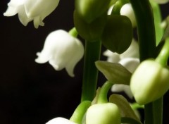  Nature Mon Muguet ...