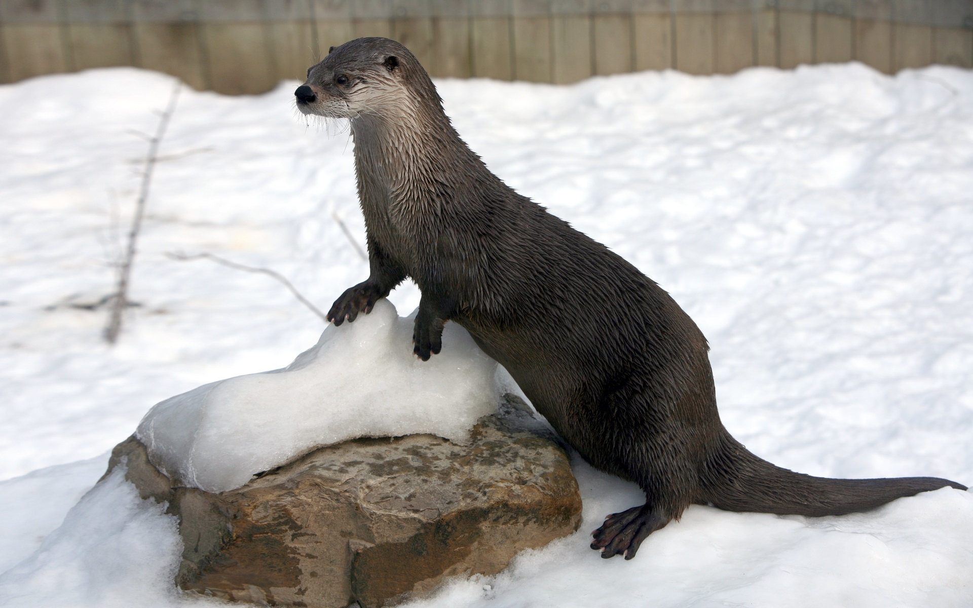 Wallpapers Animals Otters 