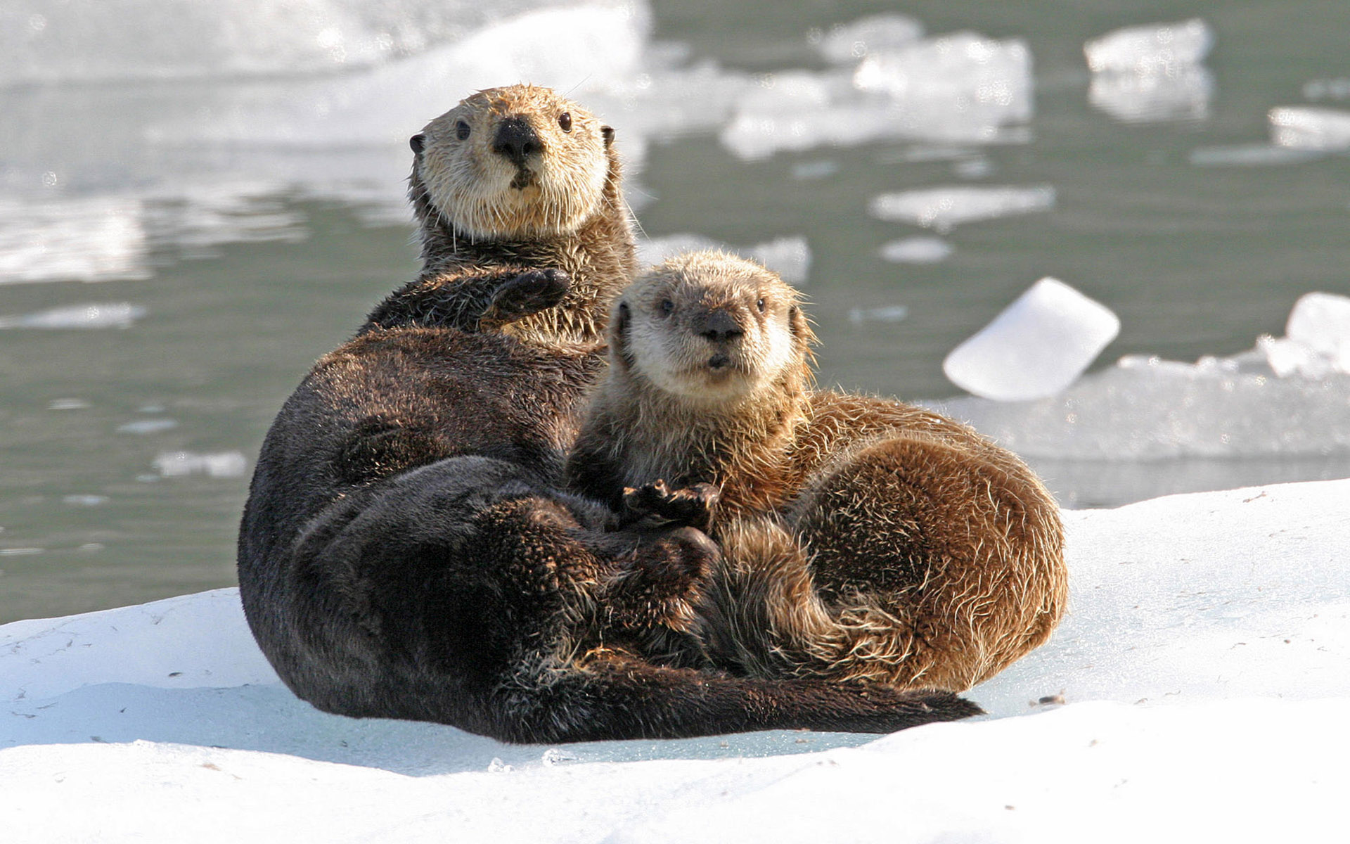 Fonds d'cran Animaux Loutres 