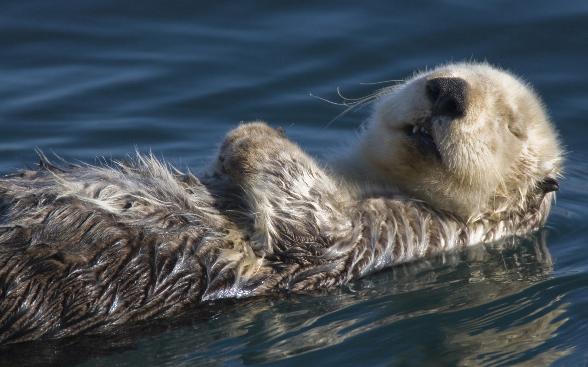 Fonds d'cran Animaux Loutres 