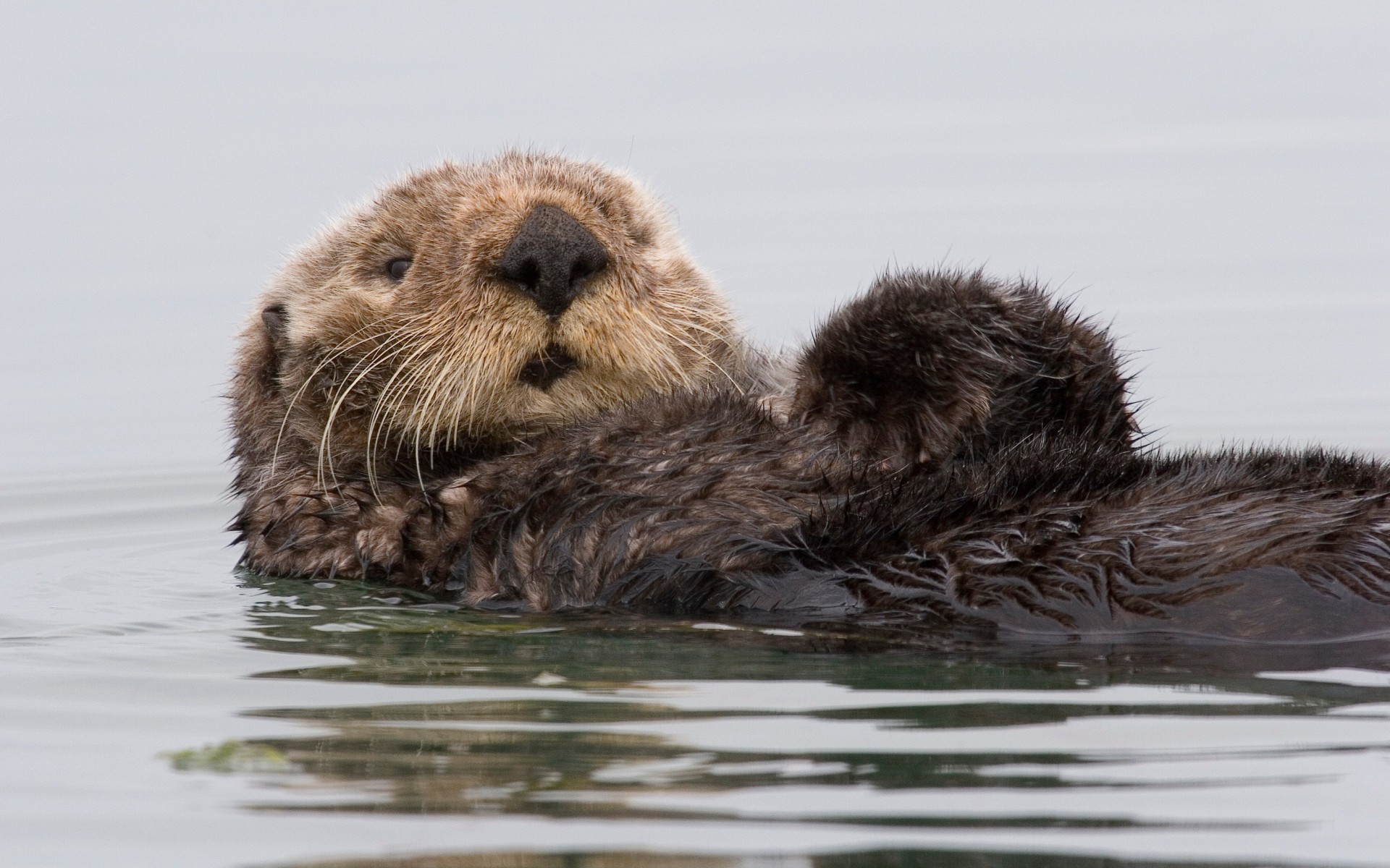 Wallpapers Animals Otters 