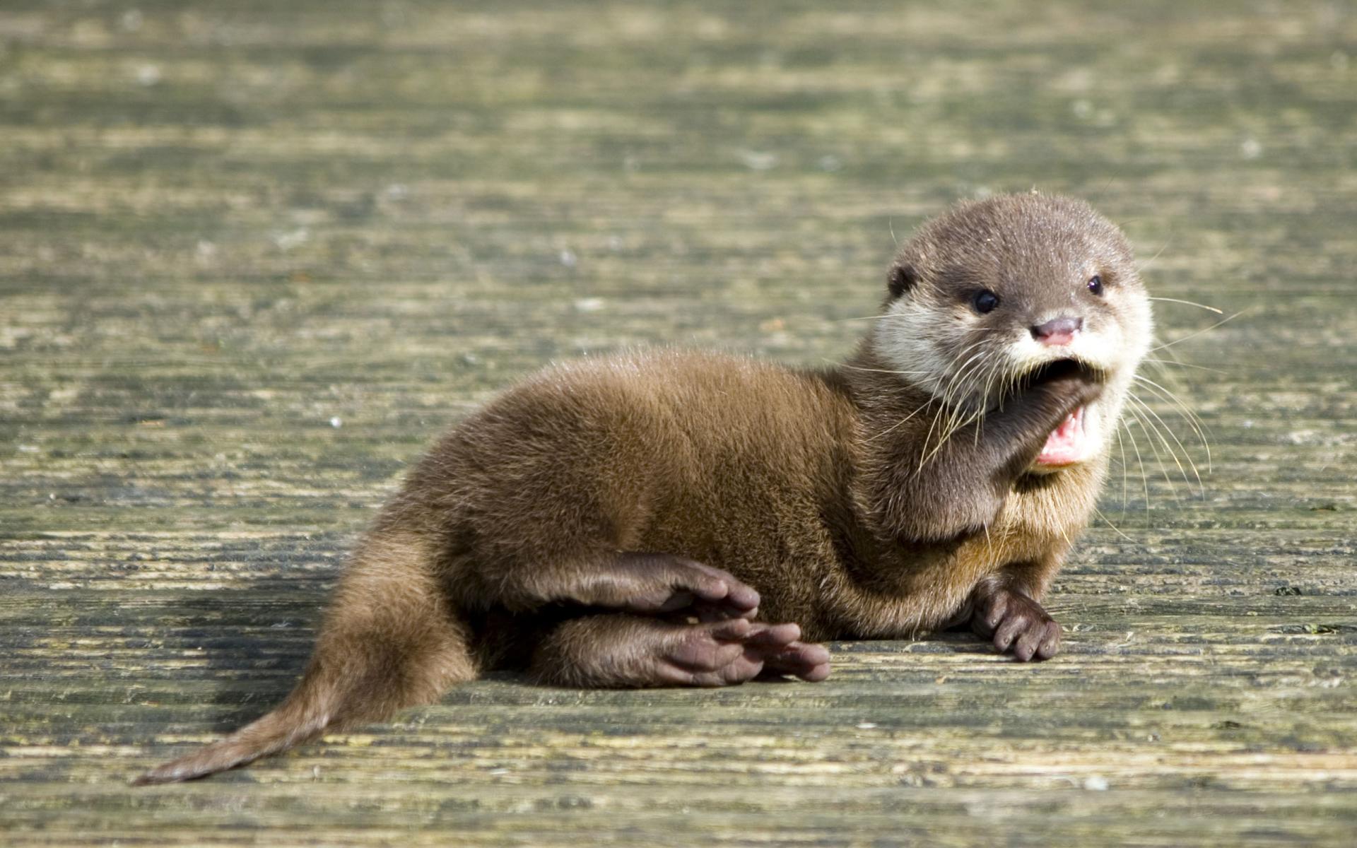 Wallpapers Animals Otters 