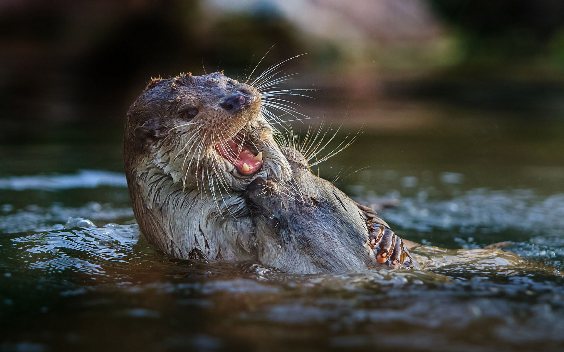 Wallpapers Animals Otters 