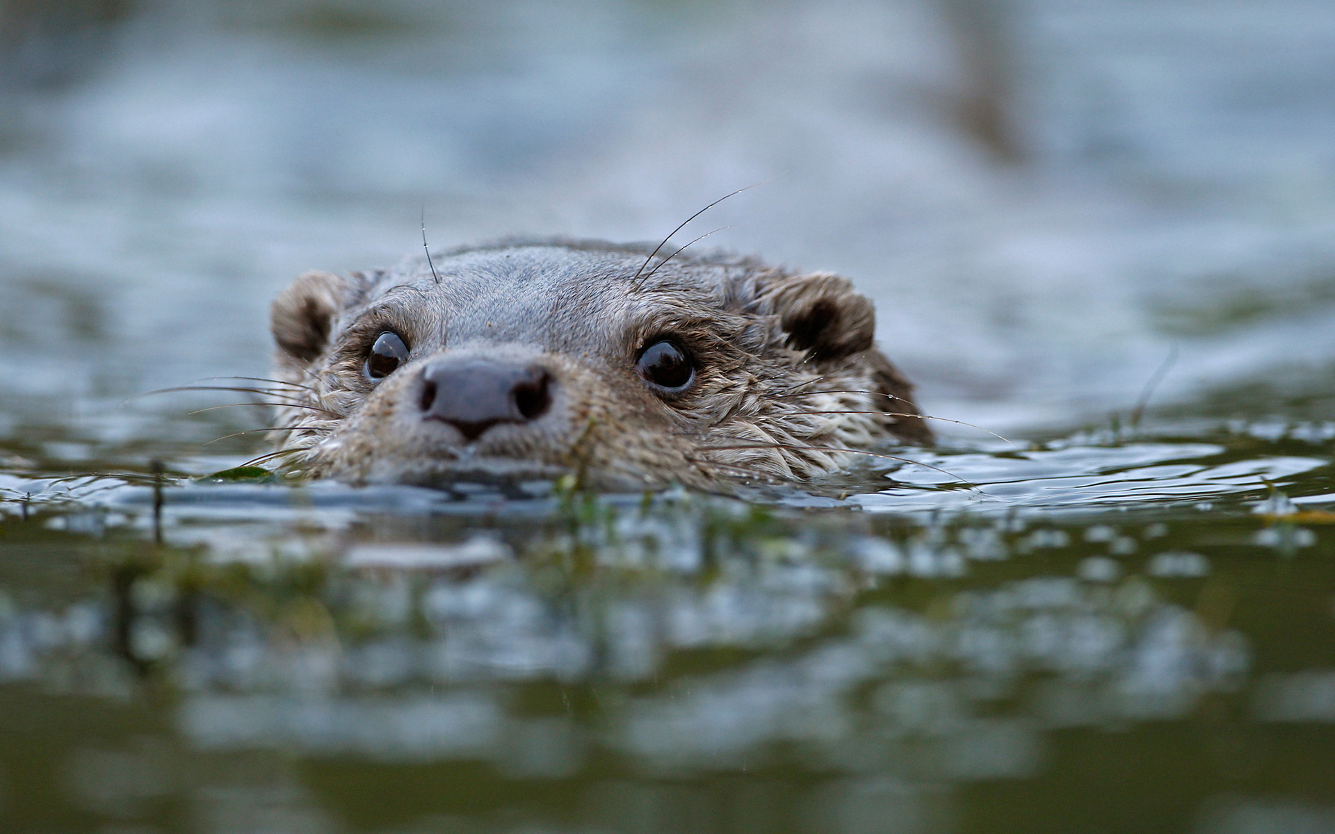 Wallpapers Animals Otters 