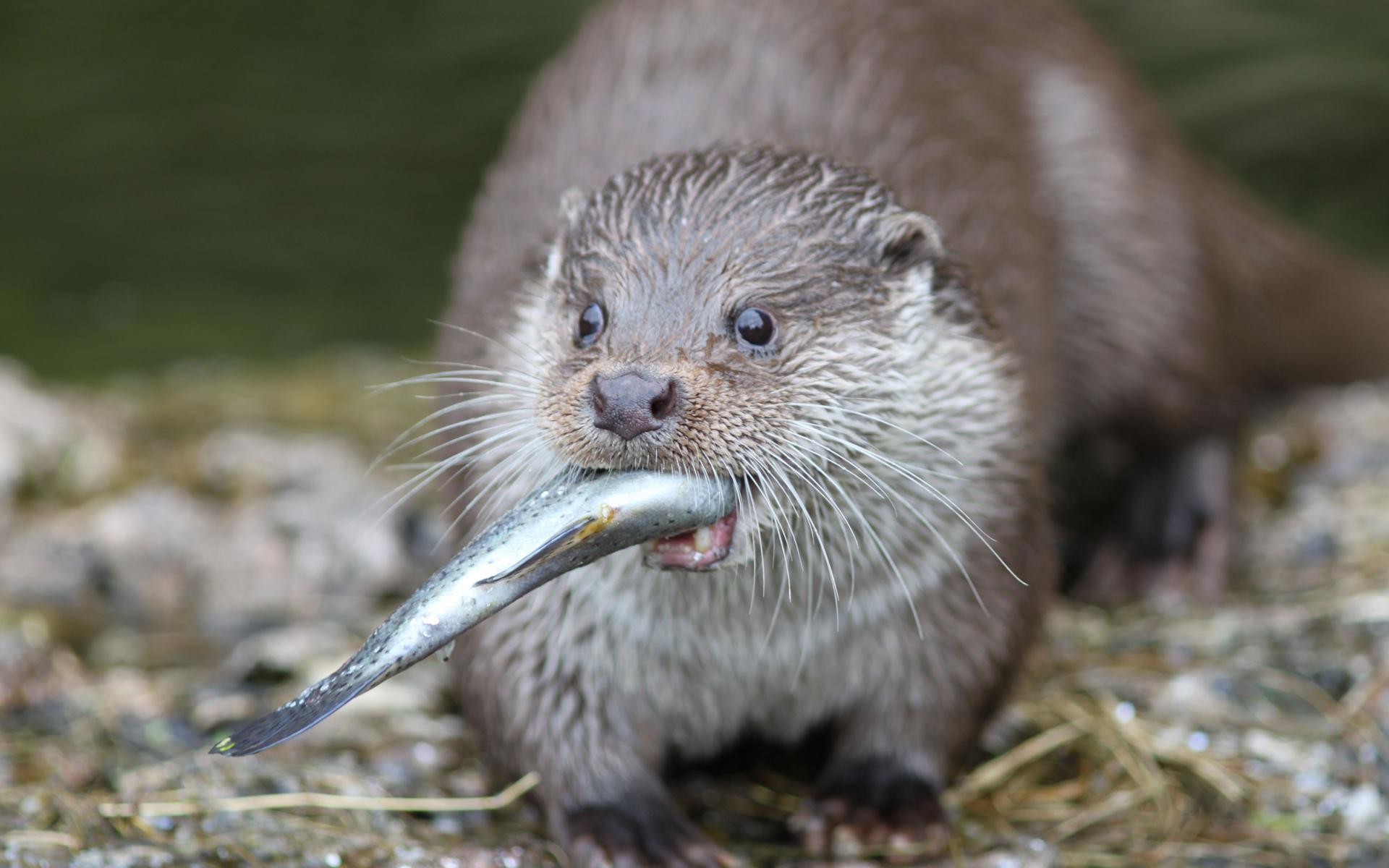 Wallpapers Animals Otters 