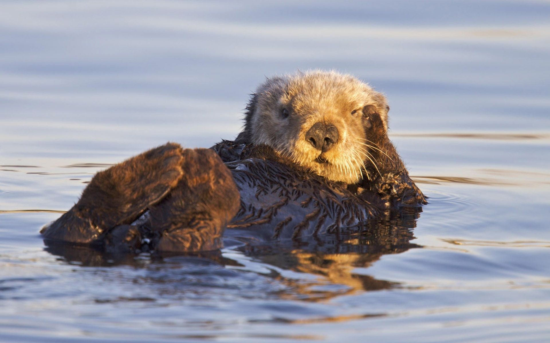 Fonds d'cran Animaux Loutres 