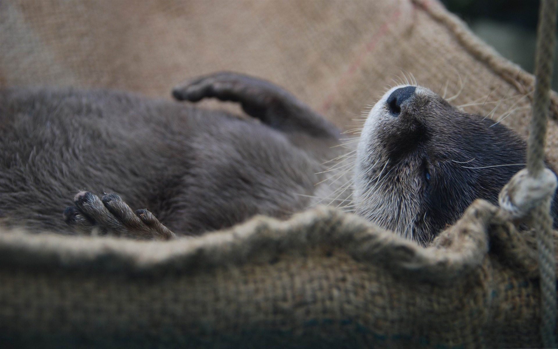 Fonds d'cran Animaux Loutres 