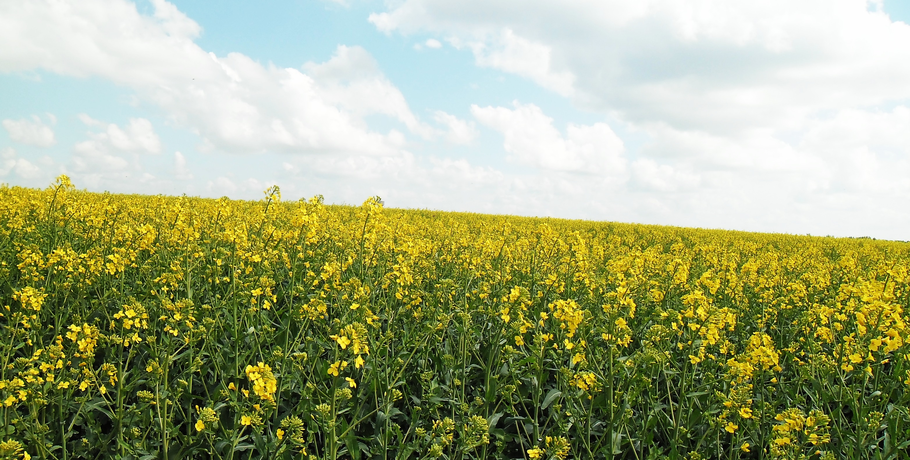 Fonds d'cran Nature Champs - Prairies champs de colza