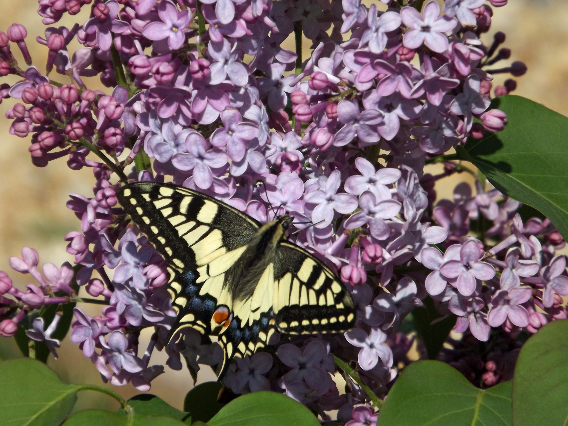 Fonds d'cran Animaux Insectes - Papillons 