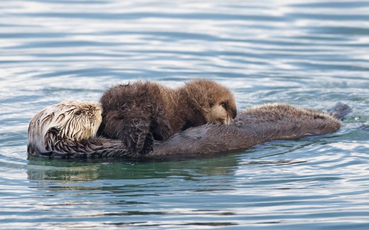 Wallpapers Animals Otters Wallpaper N341678