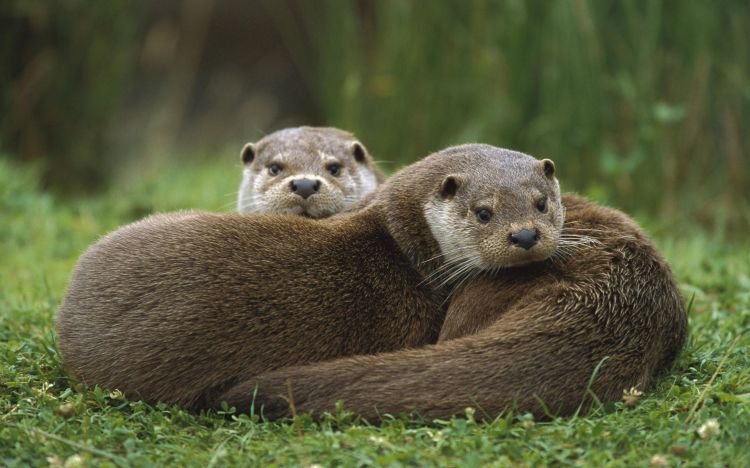 Wallpapers Animals Otters Wallpaper N341680