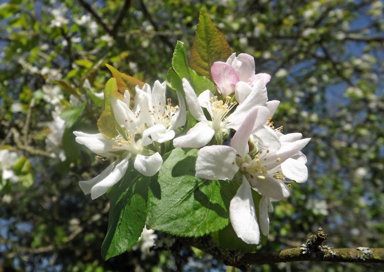 Wallpapers Nature Flowers pommier en fleurs