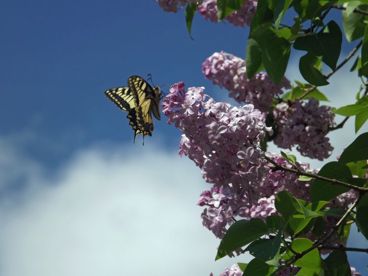 Fonds d'cran Animaux Insectes - Papillons Wallpaper N341716