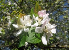  Nature pommier en fleurs