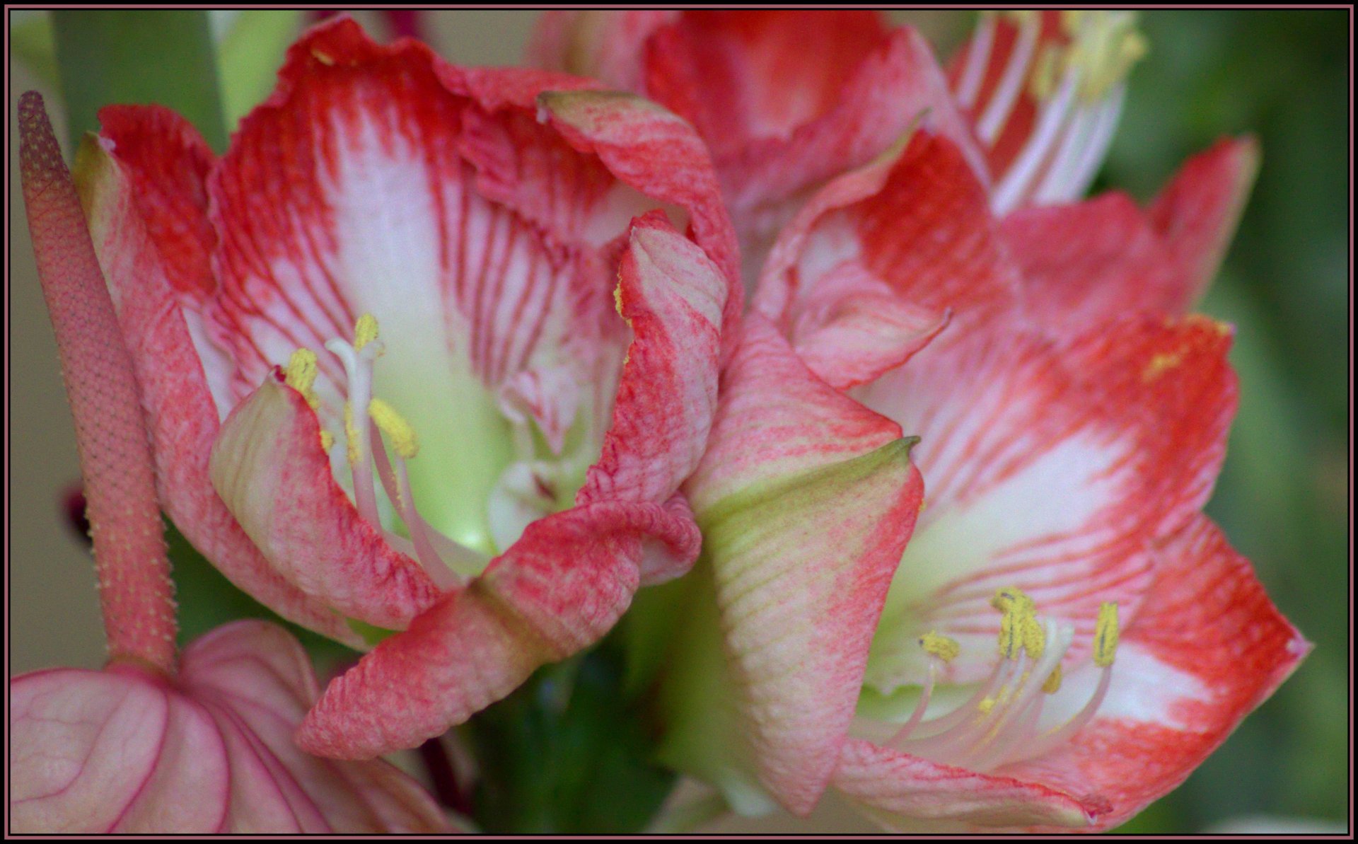 Fonds d'cran Nature Fleurs 