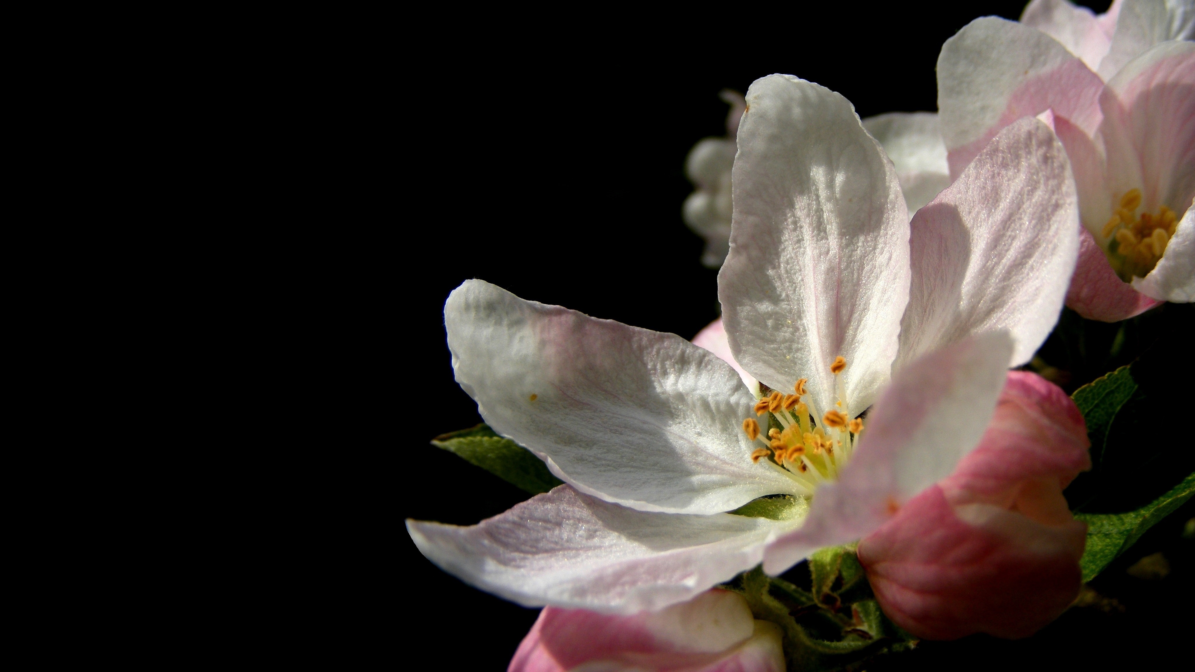 Fonds d'cran Nature Fleurs Fleur de printemps