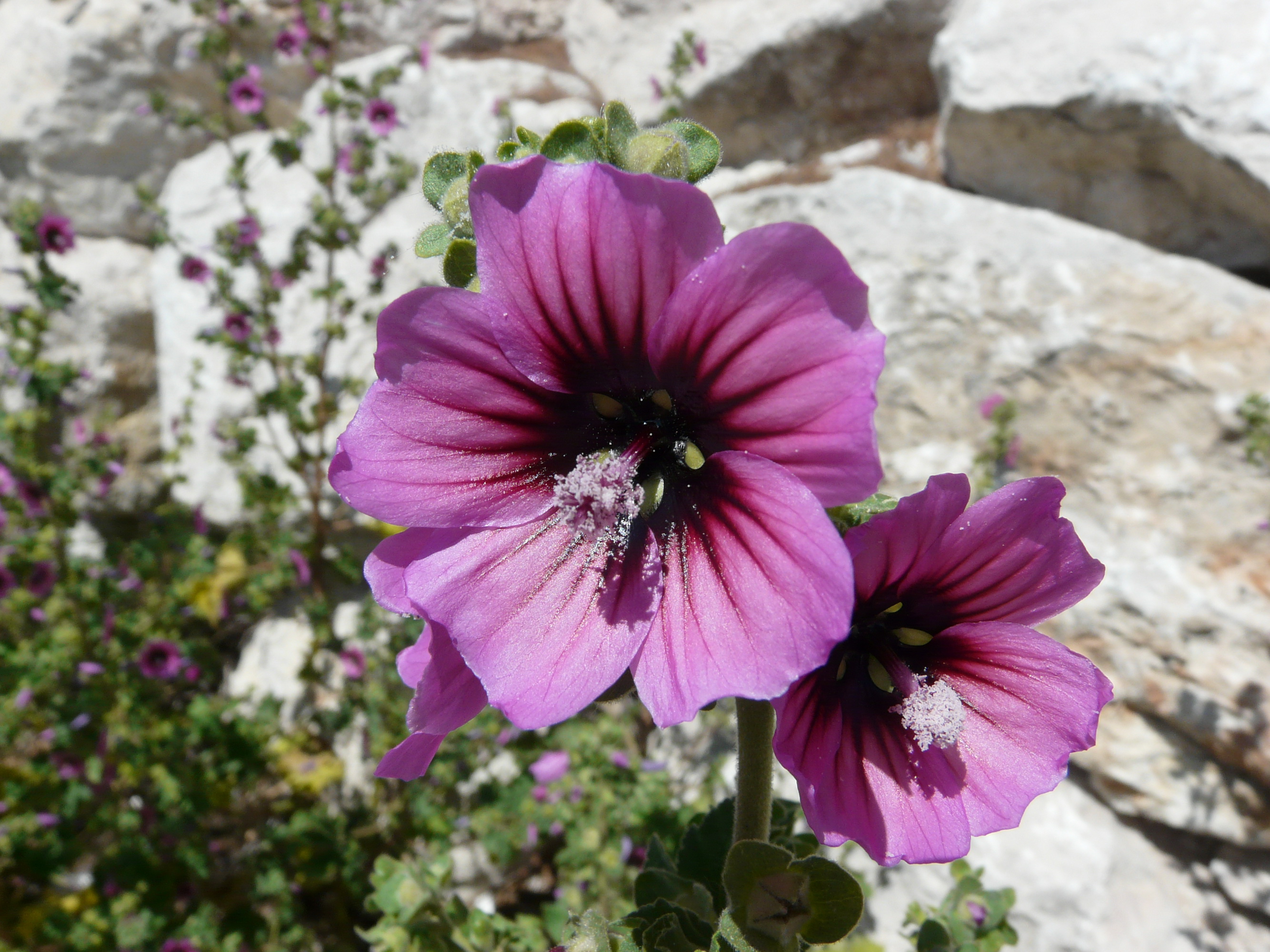 Fonds d'cran Nature Fleurs Au gré de mes balades