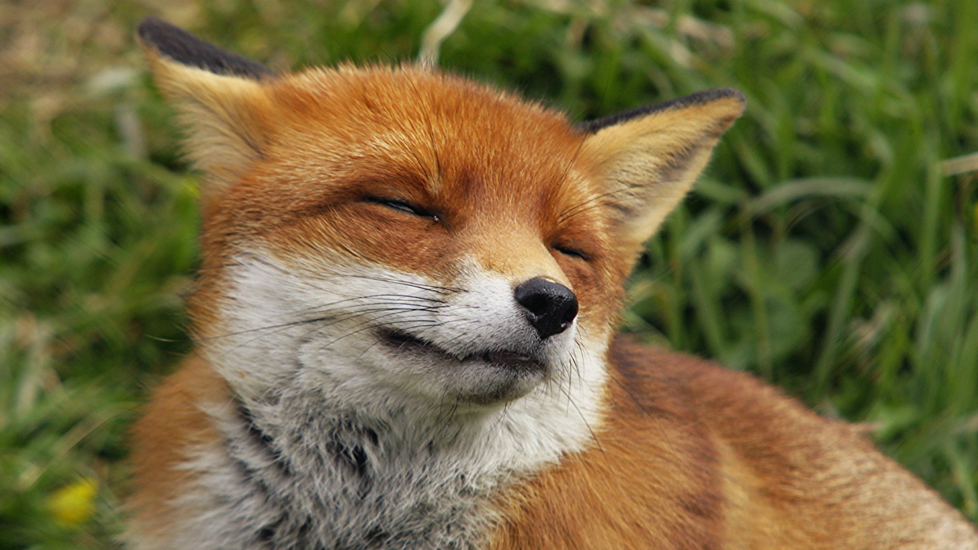 Wallpapers Animals Foxes Fox squints