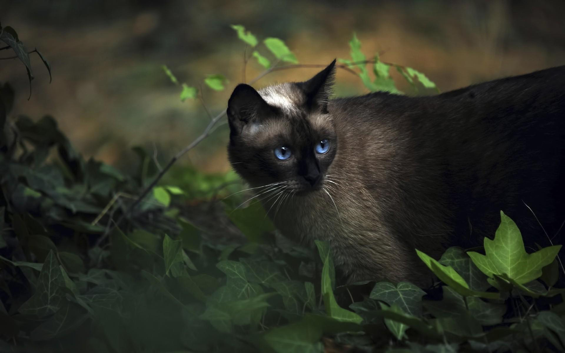 Fonds d'cran Animaux Chats - Chatons 