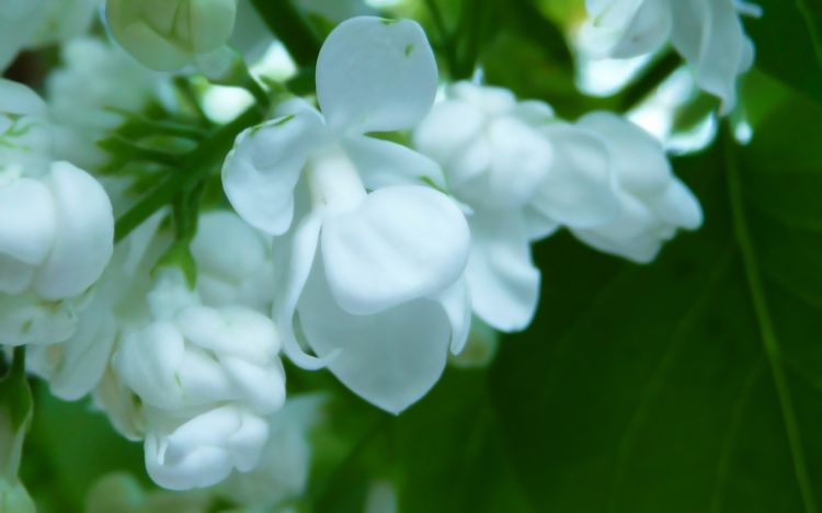 Wallpapers Nature Flowers Macro Lilas blanc