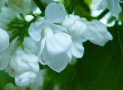  Nature Macro Lilas blanc