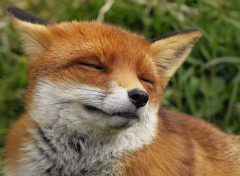  Animaux Fox squints