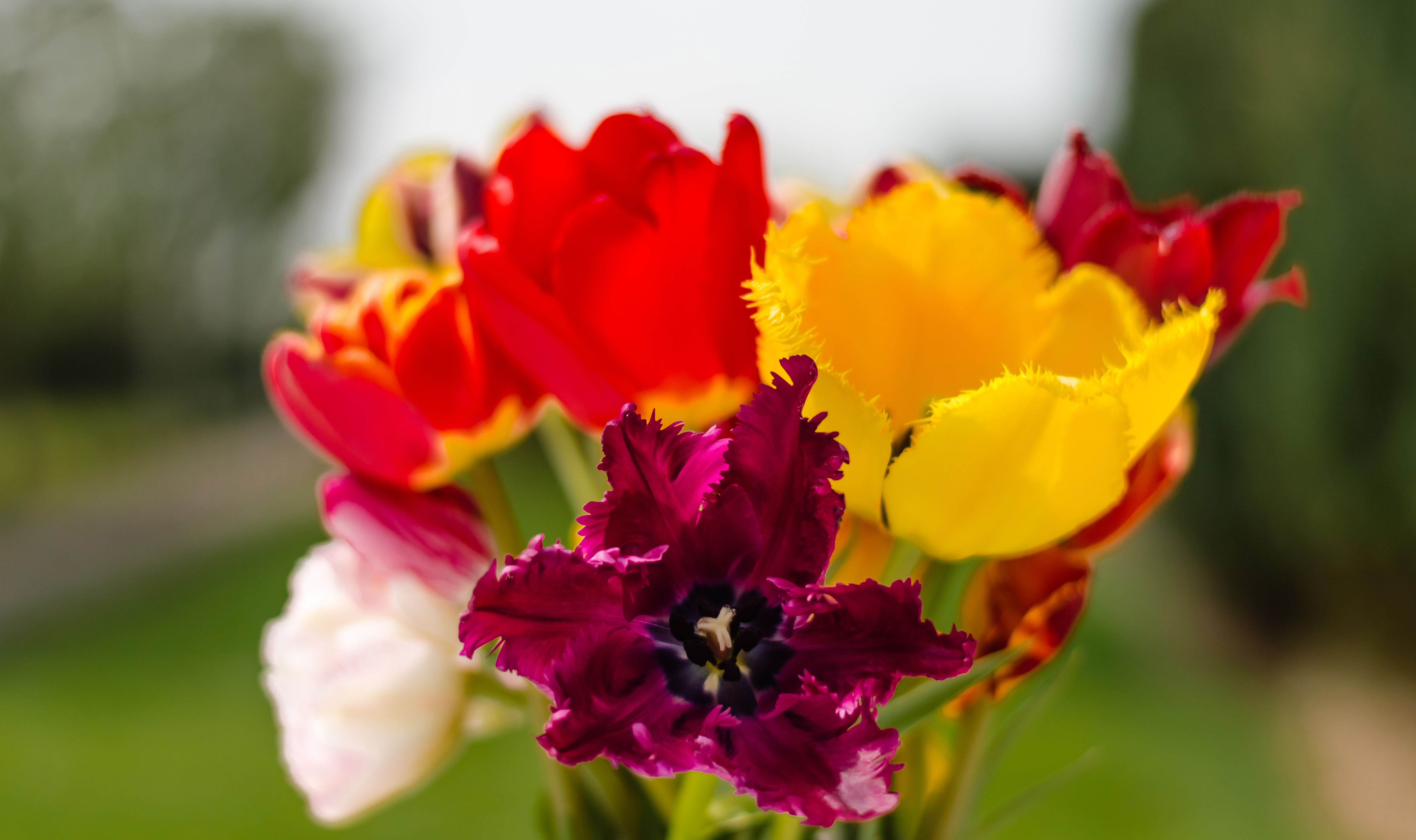 Fonds d'cran Nature Fleurs 