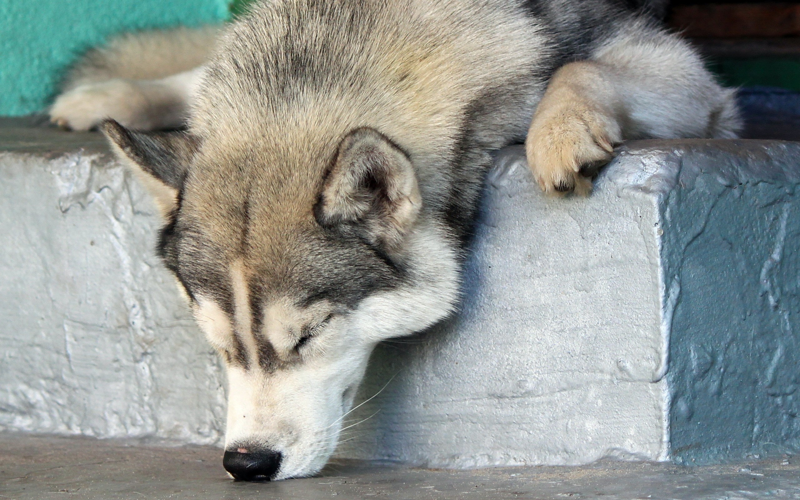 Fonds d'cran Animaux Chiens 