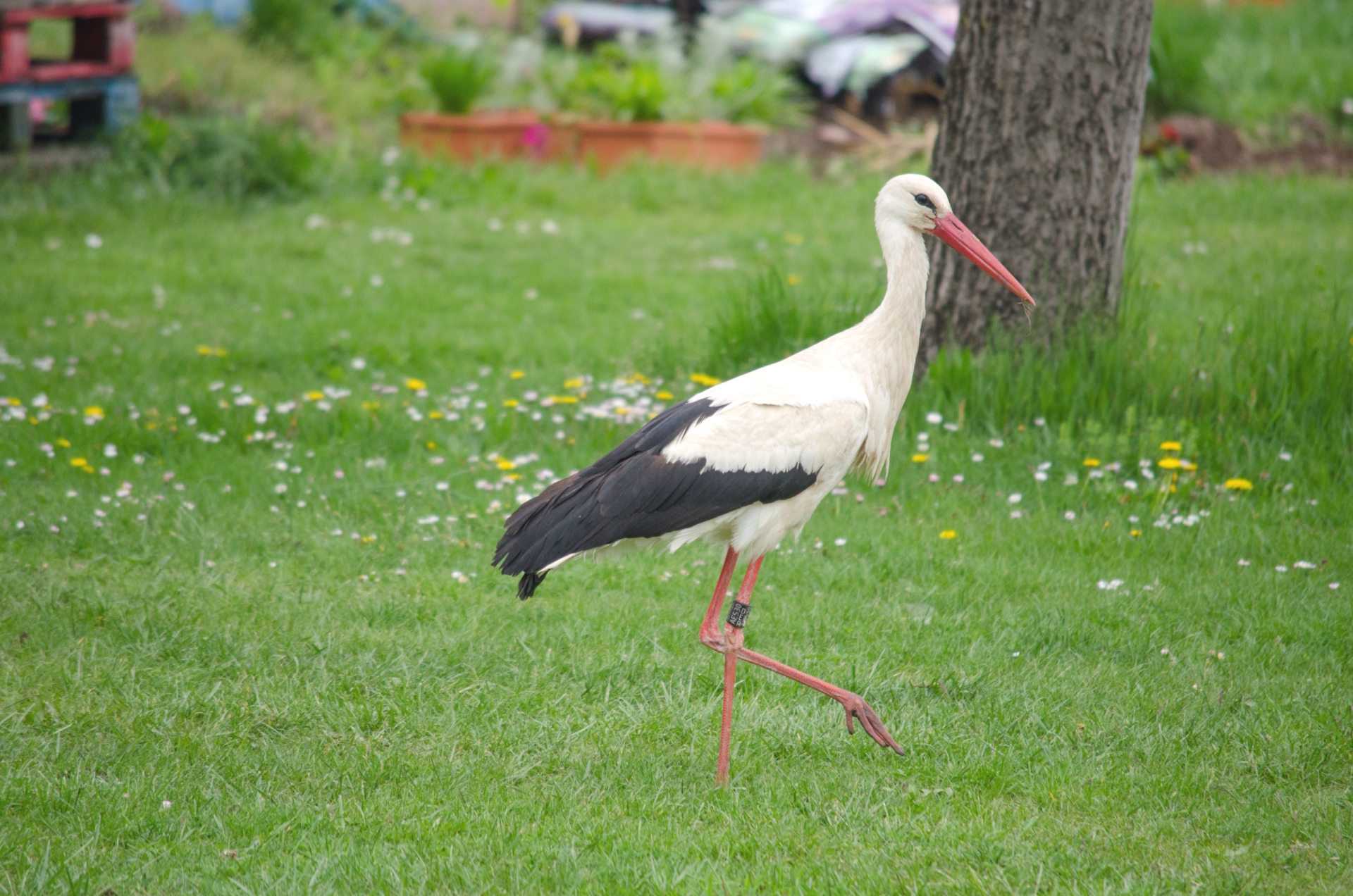 Fonds d'cran Animaux Oiseaux - Cigognes 