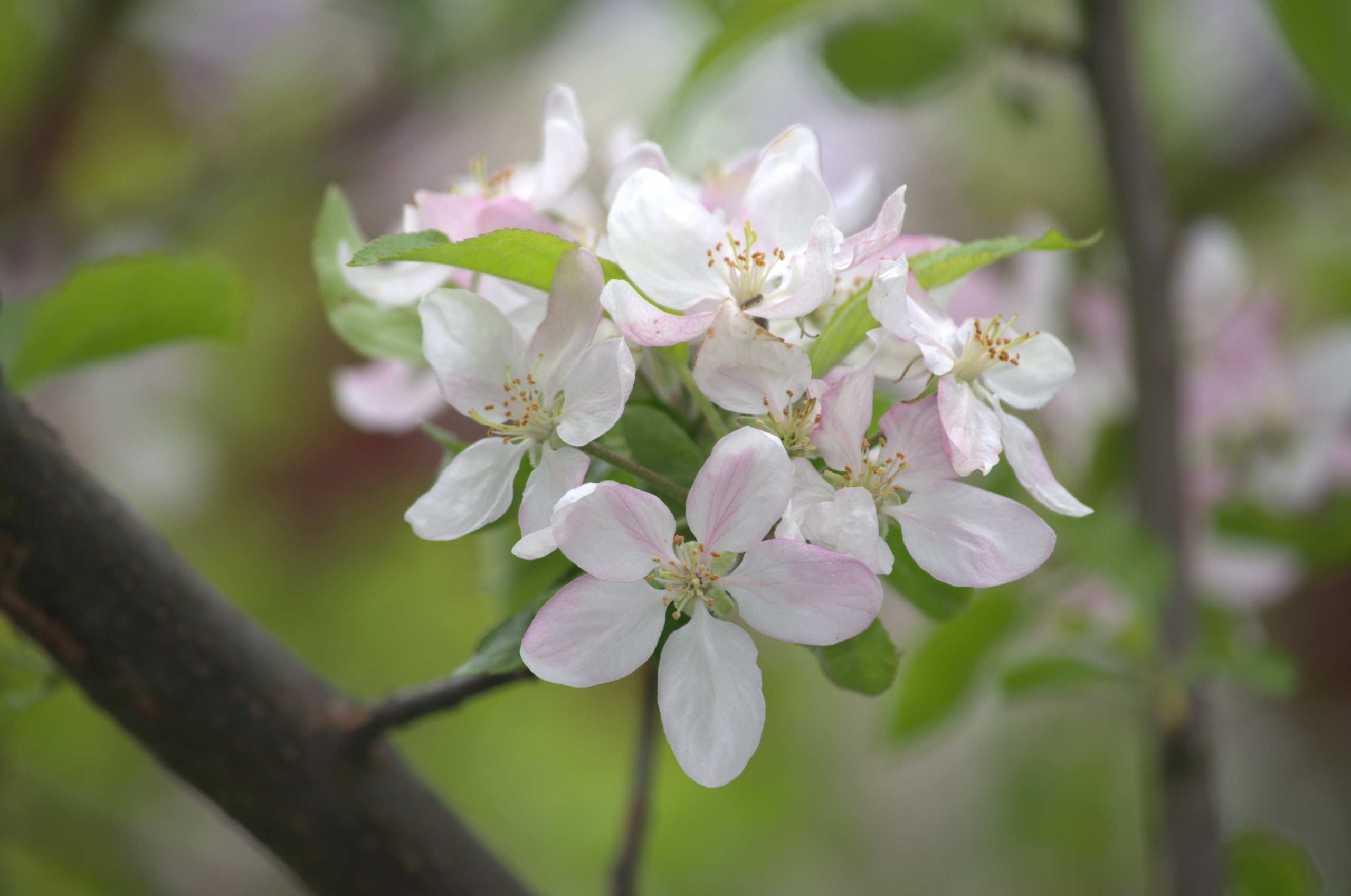 Wallpapers Nature Flowers 