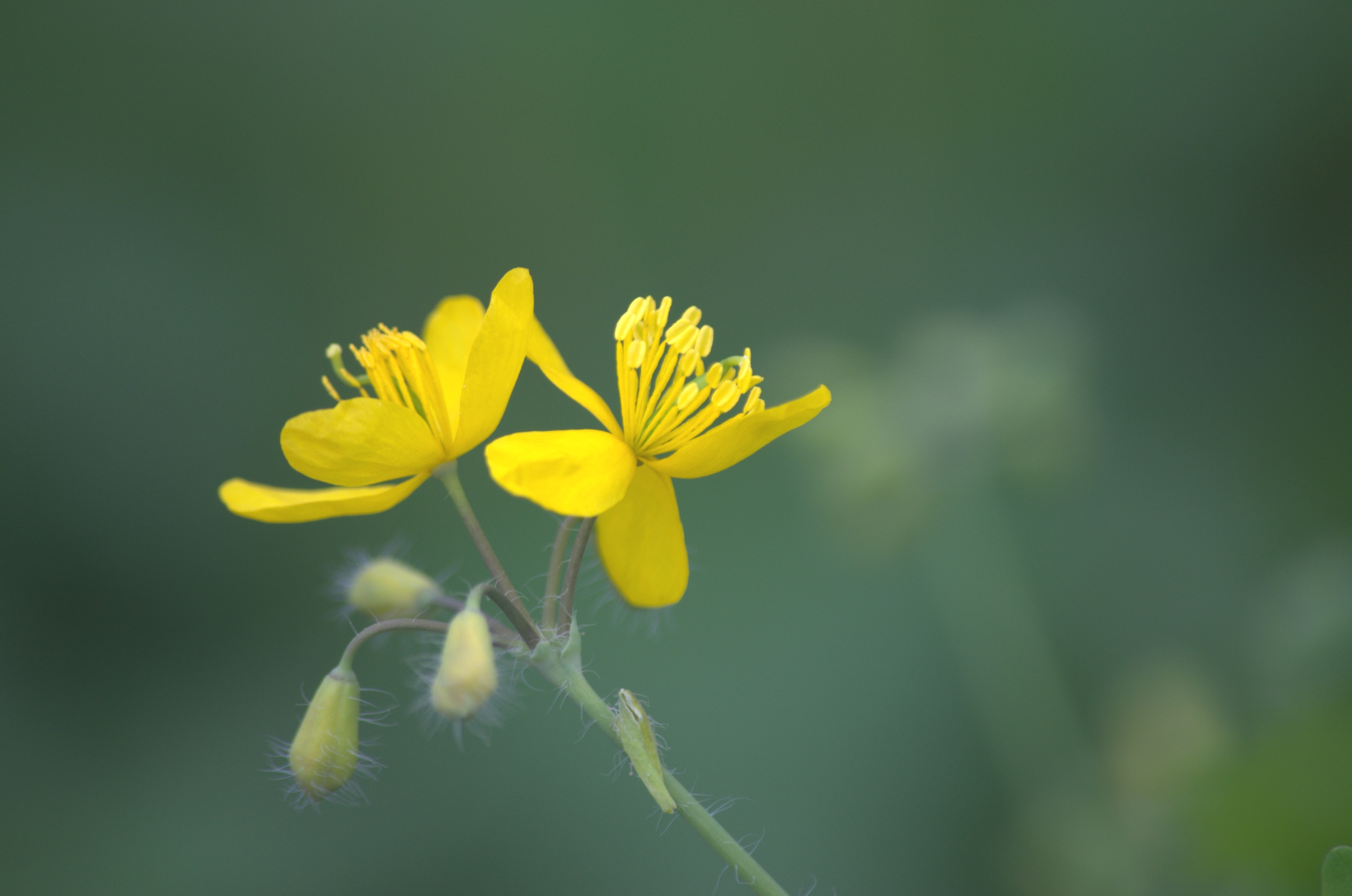 Wallpapers Nature Flowers 