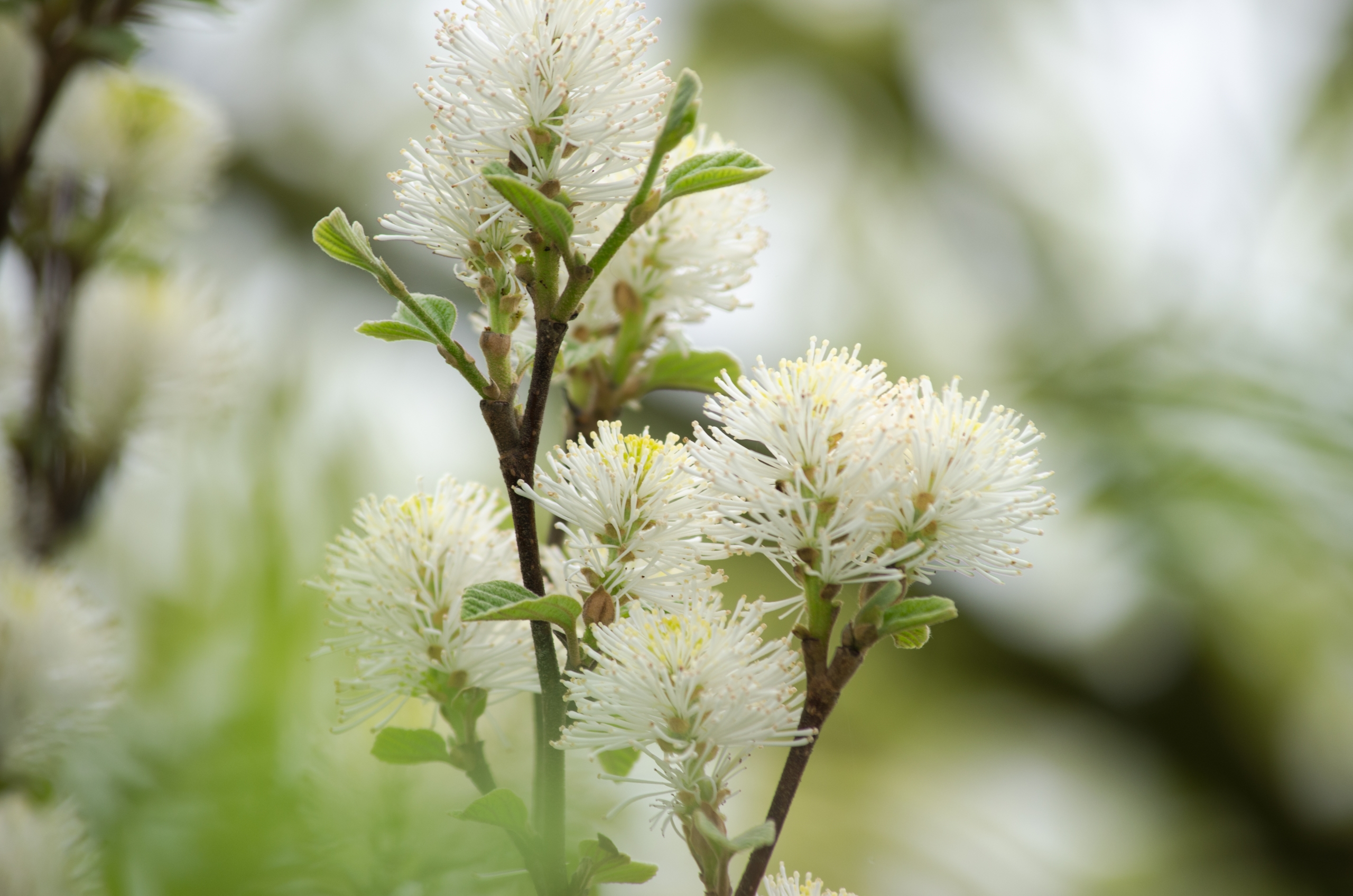 Fonds d'cran Nature Fleurs 