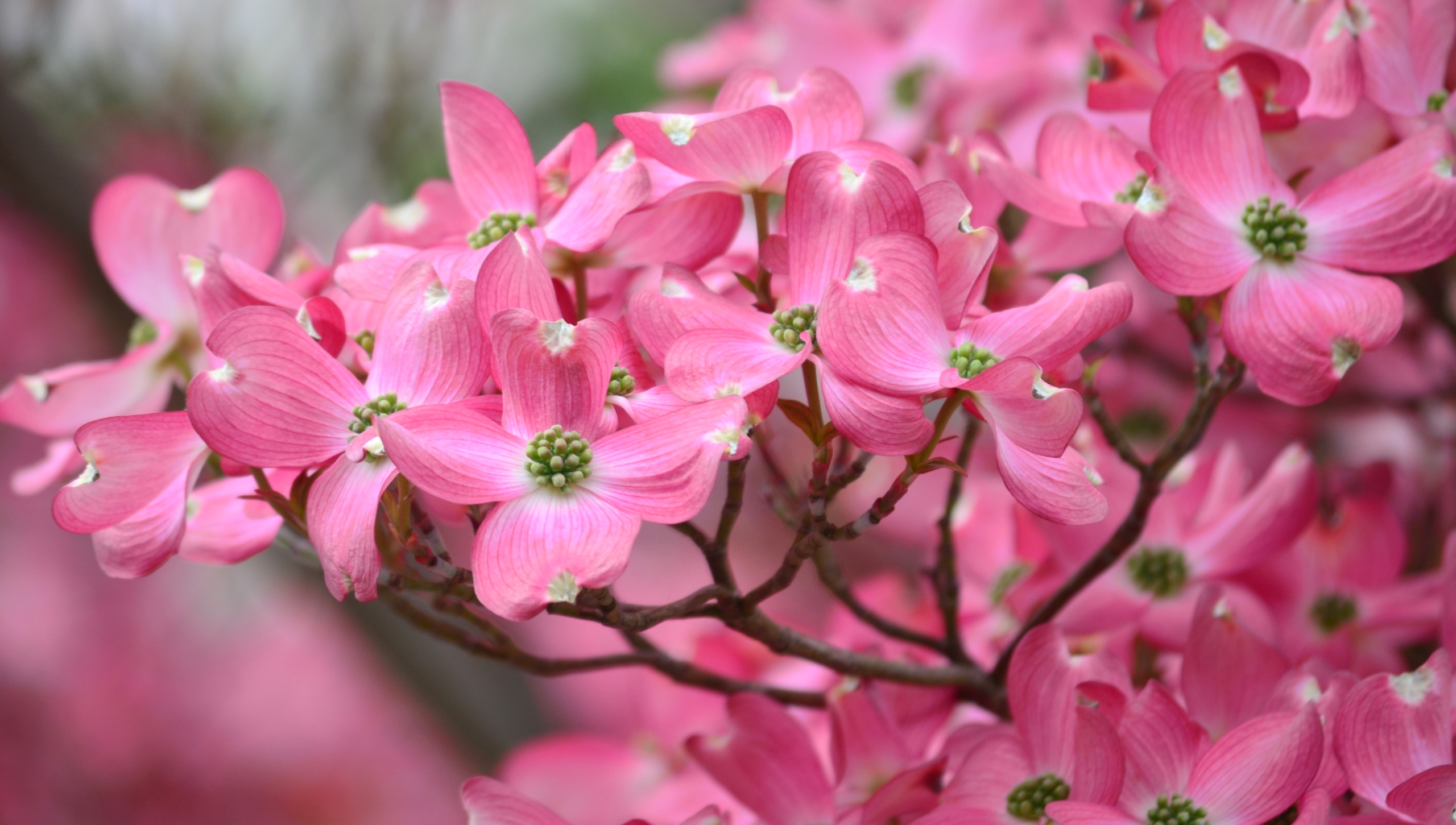 Fonds d'cran Nature Fleurs 