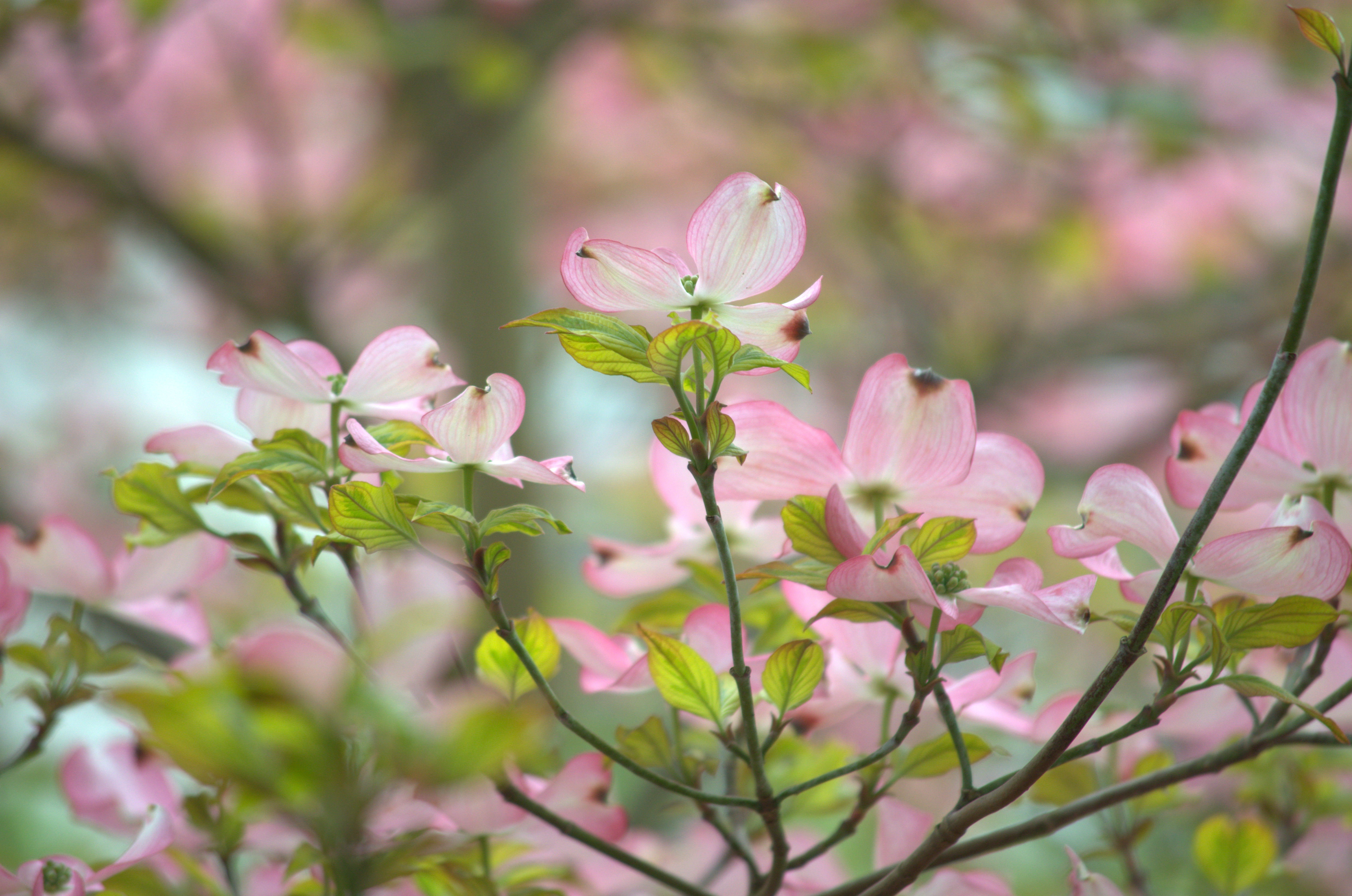 Wallpapers Nature Flowers 