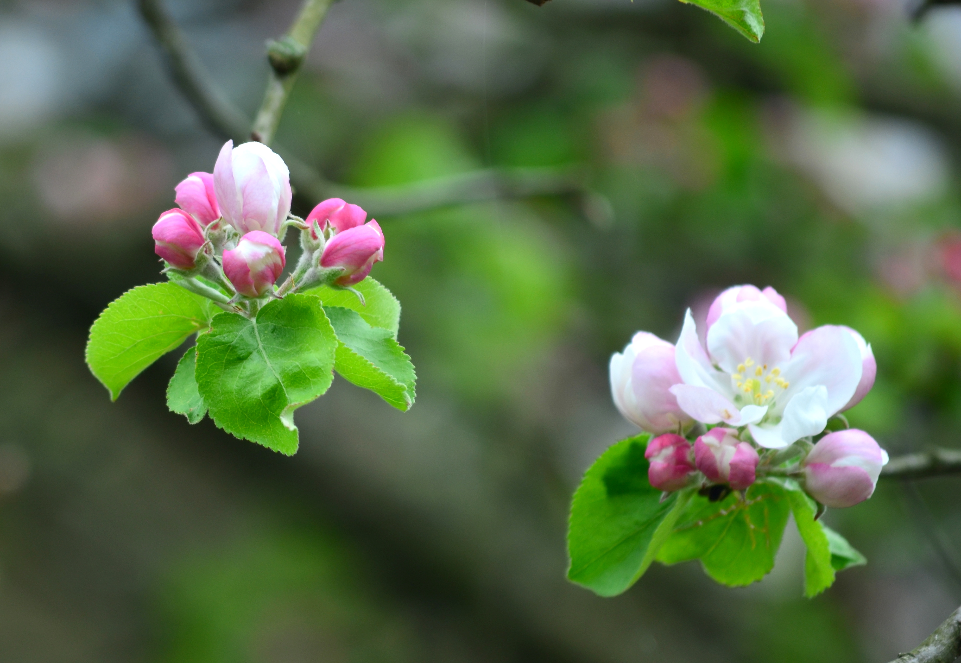 Fonds d'cran Nature Fleurs 