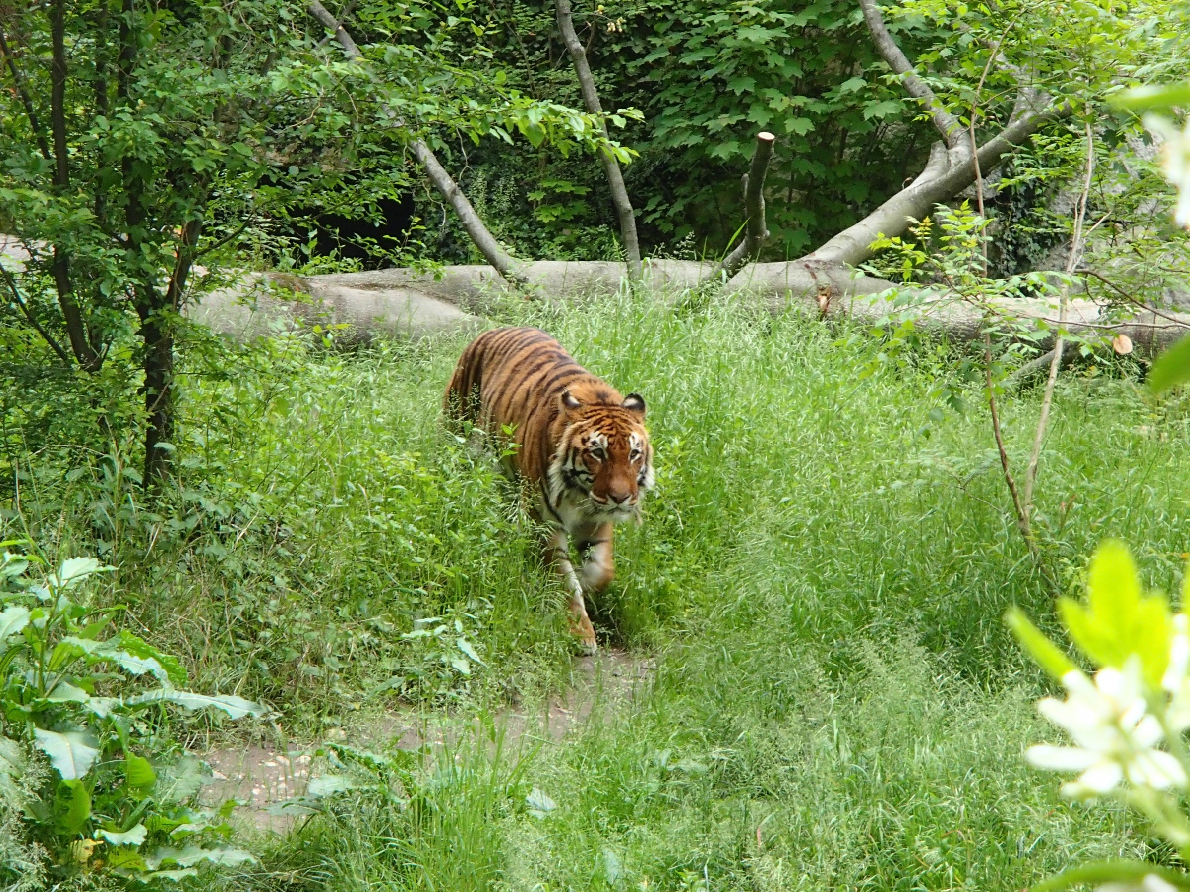 Fonds d'cran Animaux Flins - Tigres Tigre et Jungle