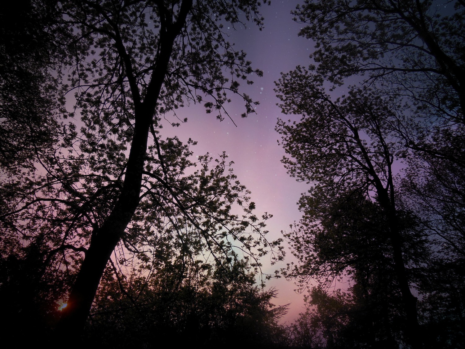 Wallpapers Nature Trees - Forests Paysage nocturne