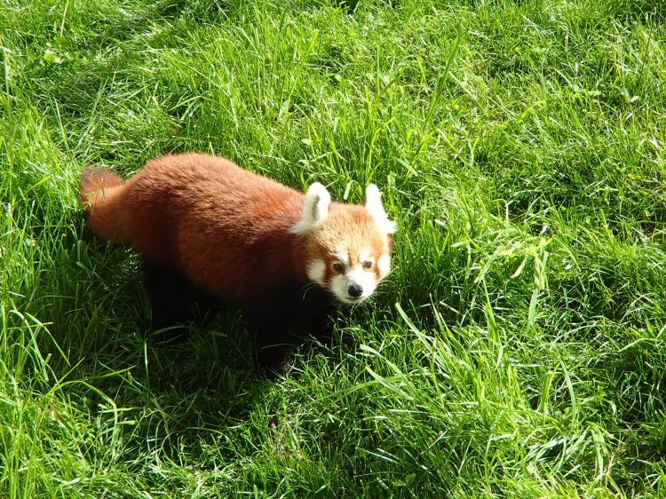 Fonds d'cran Animaux Pandas roux Petit Panda Roux