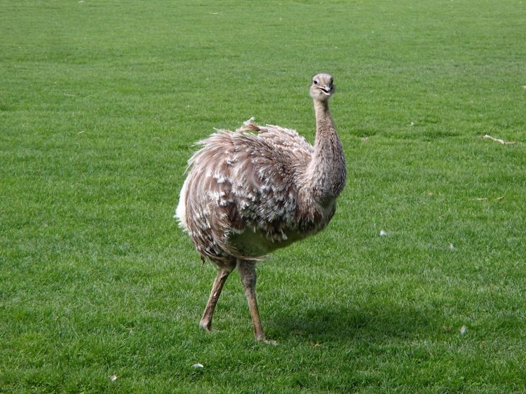 Wallpapers Animals Birds - Ostriches and Emus Autruche