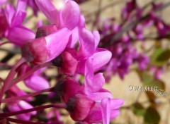  Nature Macro Fleurs Arbre de Judée