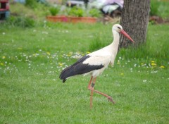  Animaux Image sans titre N342157